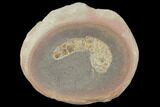 Fossil Spoon Worm (Coprinoscolex) - Illinois #120951-1
